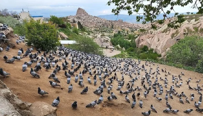 Kayalara Oyulmuş Yuvalarıyla Ünlü Güvercinlik Vadisi