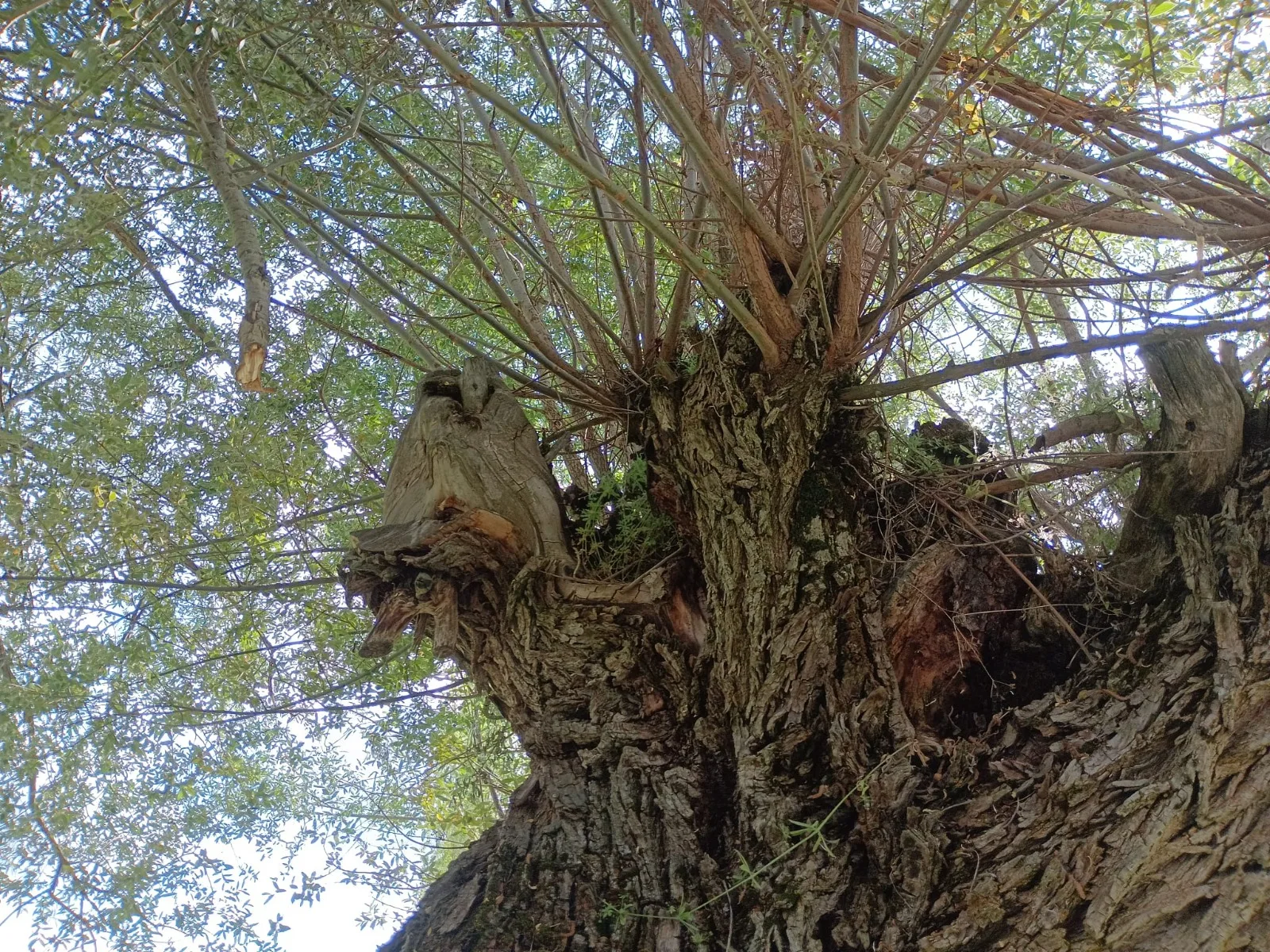 Zamanın Ağaçlardaki İzleri