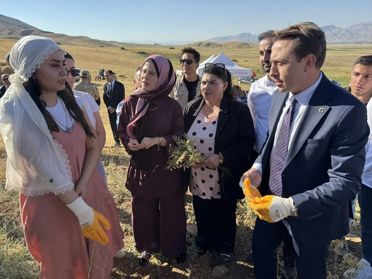 Yüksekova’da Demeter Tarımsal Kalkınma ve Kadın Kooperatifi kadınları nohut hasadı yaptı.