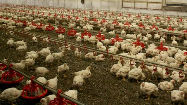 Kuş gribi yayılıyor: Avustralya kümes hayvanlarını kapalı alanlara taşıyor