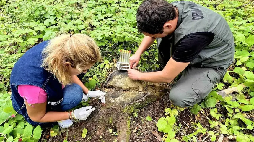 Sinop’ta! 500 yırtıcı böcek doğaya salındı