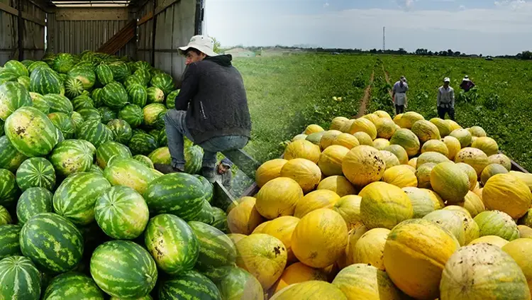 Baldan tatlı hasat başladı! Kilosu 3 TL’ye kadar düştü, rekoltesi çiftçiyi sevindiriyor!