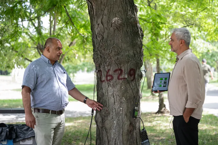 Asırlık ağaçlara bilimsel koruma: Kimlik çıkarılıyor, “MR”ı çekiliyor