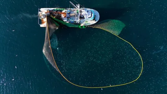 Palamut ve torik av sezonu küçük ölçekli balıkçılar için 15 Ağustos’ta başlayacak
