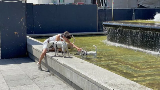 Almanya’da bu yıl aşırı sıcaklara bağlı hayatını kaybedenlerin sayısı 12 bin 500 civarına yükseldi
