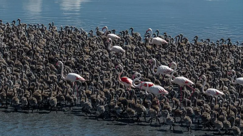 Flamingolar yavrularını “kreş sistemi” ile büyütüyor