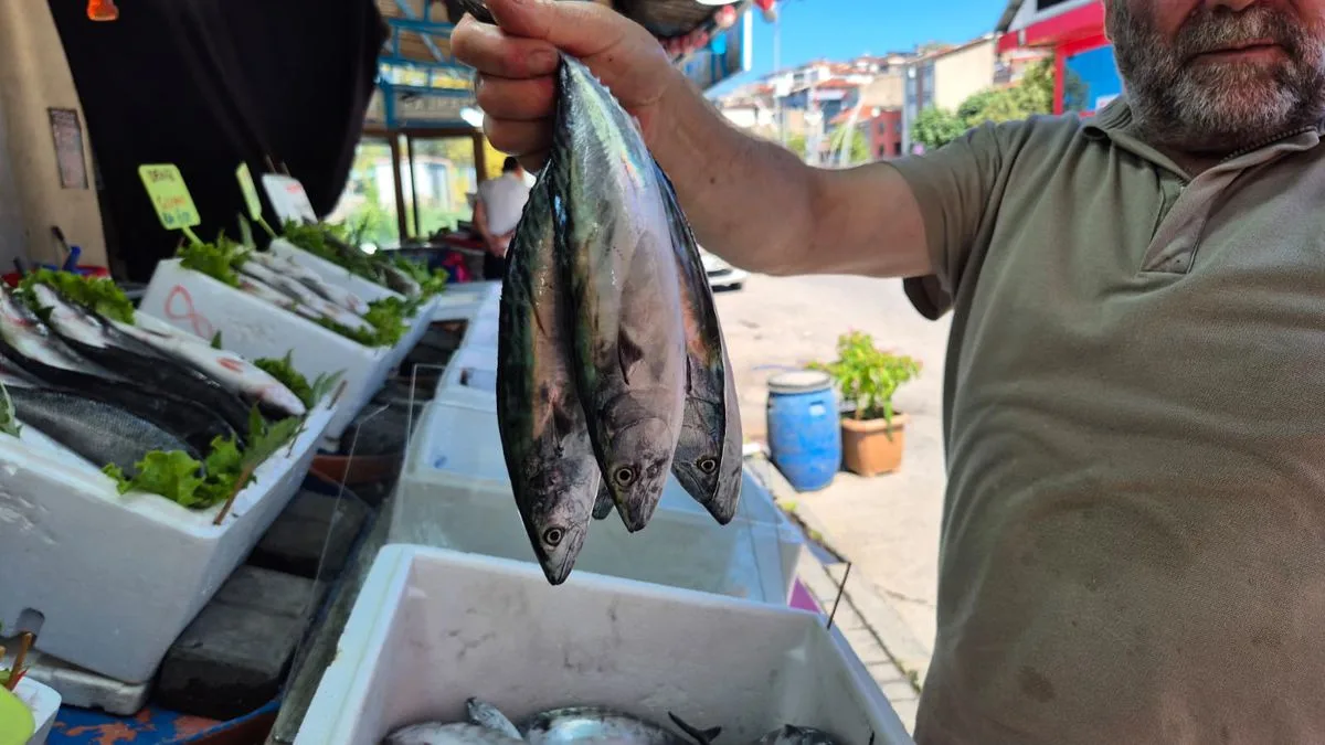 Sinop’ta Palamut Av Sezonu Başladı