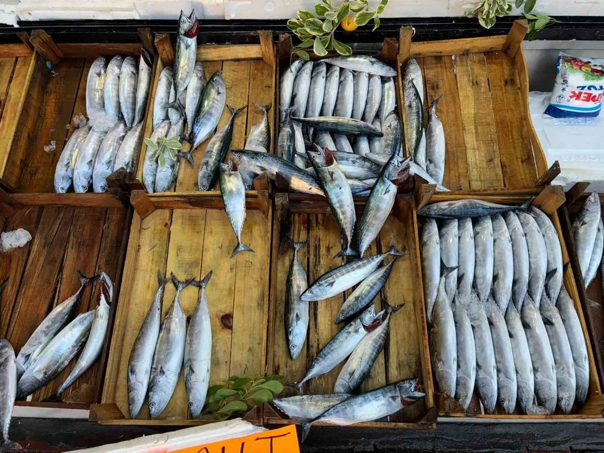 Karadeniz’de Balık Bereketi