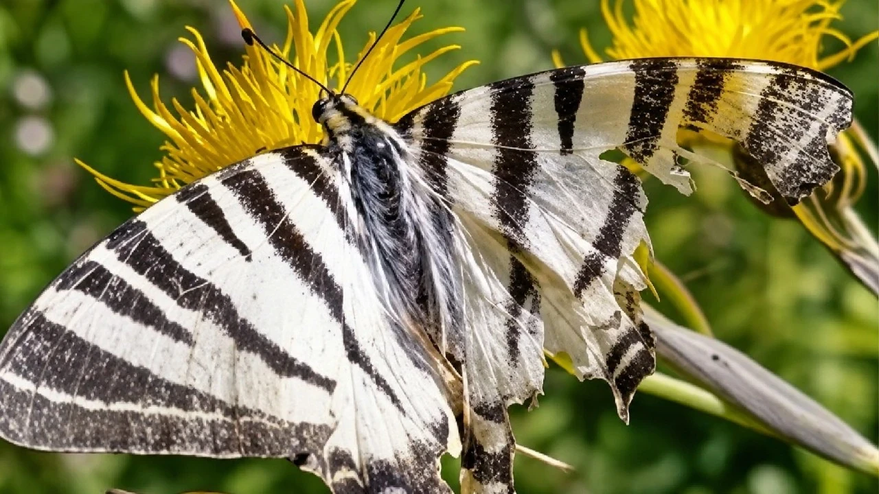 Zebra kırlangıç kuyruklu kelebek Osmaniye’de görüntülendi