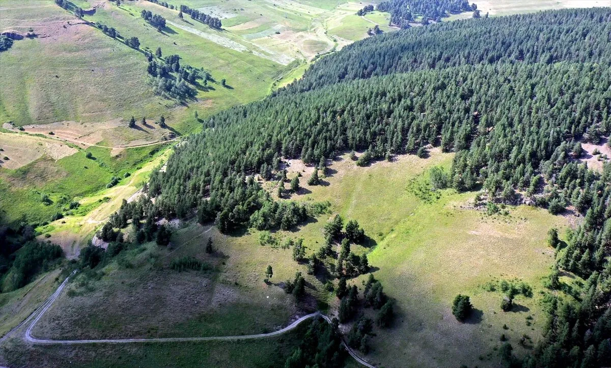 Sarıkamış’ta yaban hayvanlarının kokularını bıraktığı ağaçlar kayıt altına alınıyor