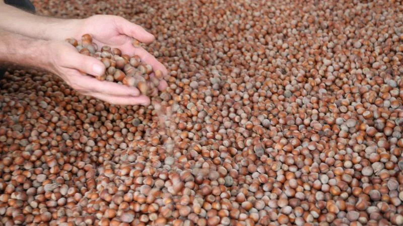 Ticaret Bakanlığı’ndan fındık piyasasına sıkı denetim