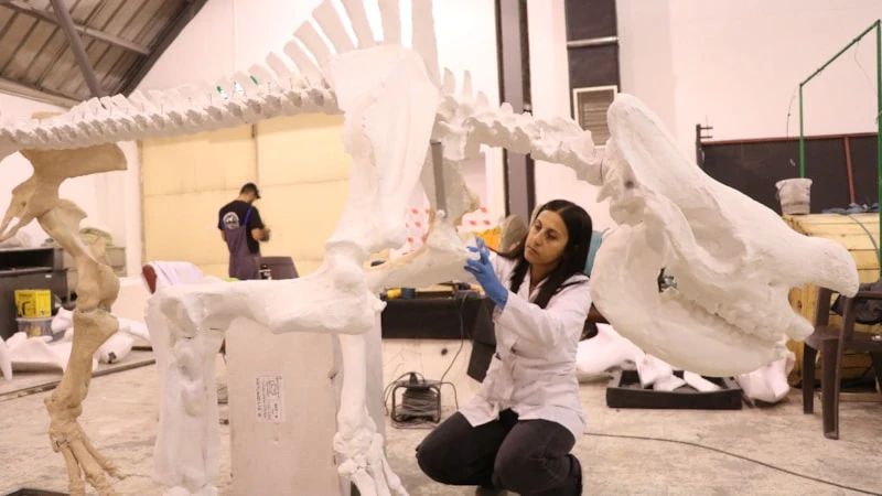  ‘gergedanların atası’ 3D teknolojisiyle ayaklandırılıyor