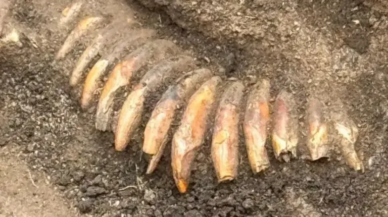 Polonya’daki 5.000 Yıllık Mezar Höyüğü