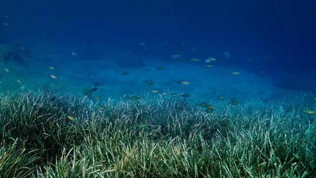 Göcek’te deniz çayırları tekne çapalarına karşı korunuyor