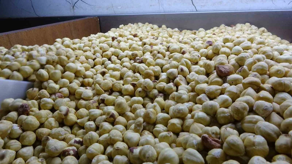 Fındığı emanet bırakma dönemi bitiyor.. üretici tüccar yerine işleyerek satıyor