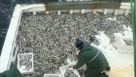 Karadeniz’de yeni av sezonunun ilk bereketi: Ağlara mezgit takıldı