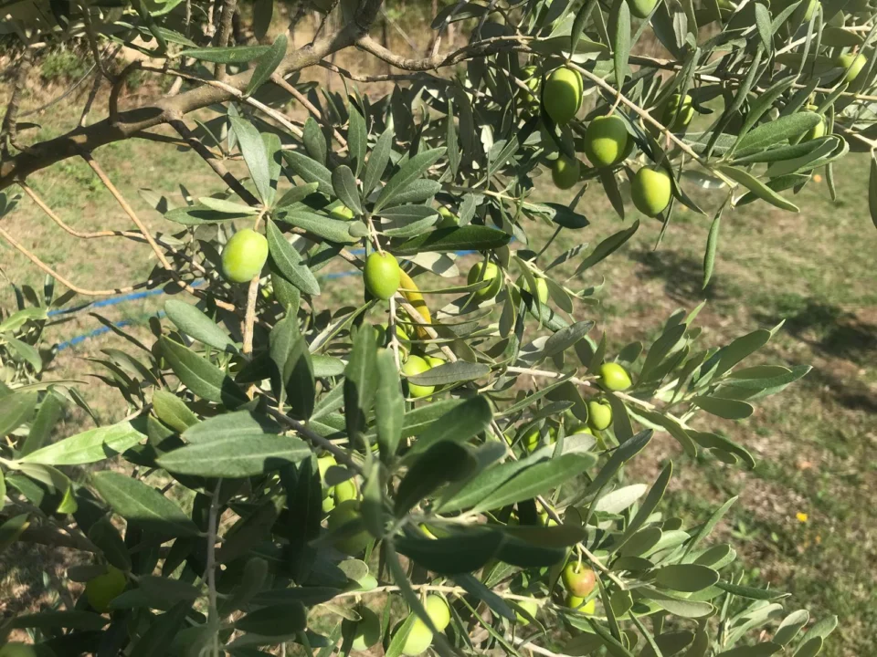 Zahmeti Az, Ömrü Bin Yıl: Karadeniz’in Zeytini Neden Yaygınlaşmıyor?