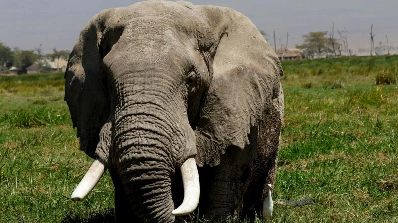 Afrika Fillerinin“eczaneleri” doğada olabilir