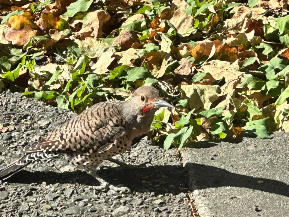 Northern Flicker Türü Ağaçkakan