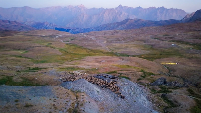 Hakkari’de göçerlerin 900 koyunla 60 günlük dönüş yolculuğu