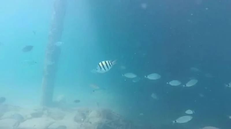 Antalya Körfezi’nde istilacı türlerin popülasyonu artıyor