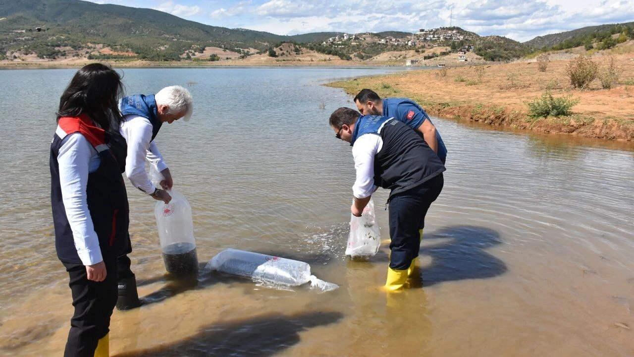 Sinop’ta baraj gölüne 50 bin sazan yavrusu bırakıldı