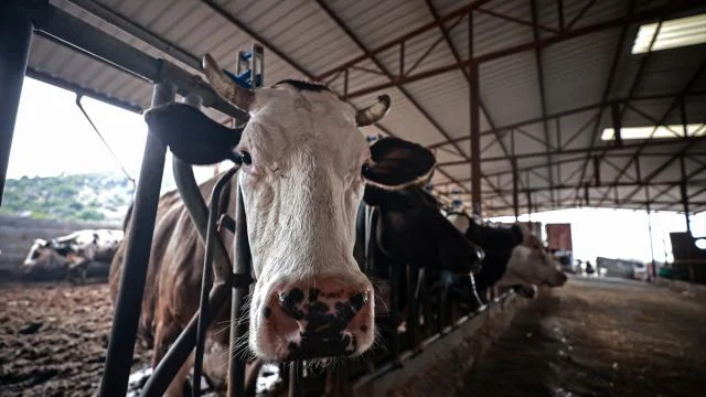GKRY’de şap hastalığından dolayı itlaf edilen hayvan sayısı 83 bini geçecek