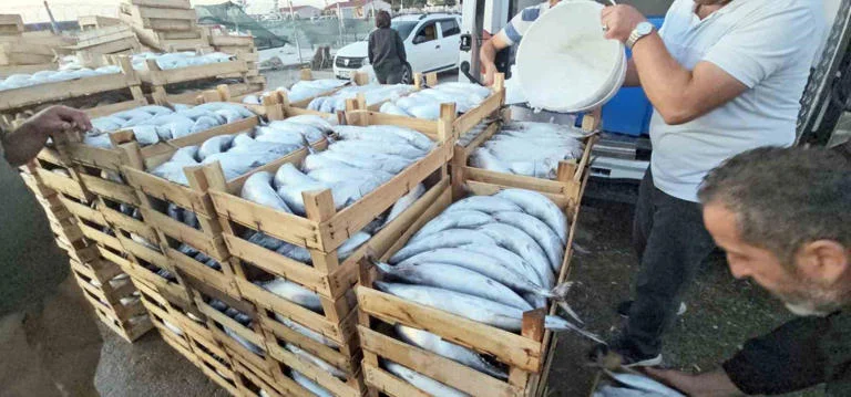 Kastamonu’da palamut bereketi: Kiloluk palamutlar 40 TL’ye satılıyor