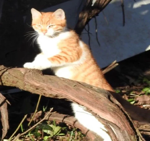 Ağaç dalında yoga yapan kedi gülümsetti