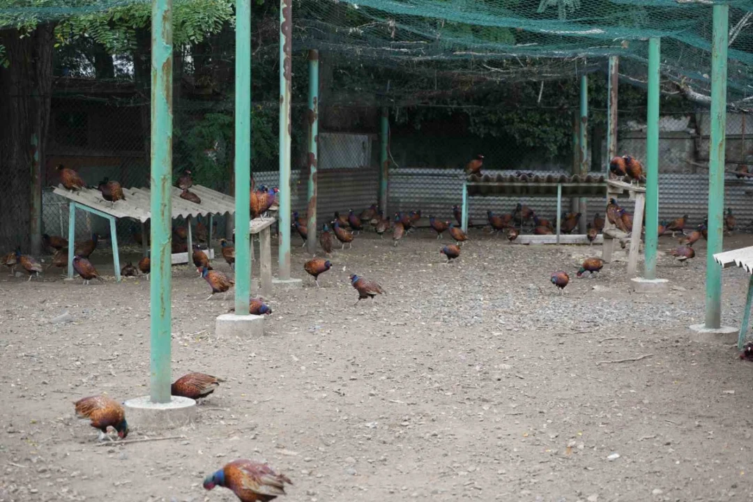 Fındığın düşmanına karşı sülünlü mücadele