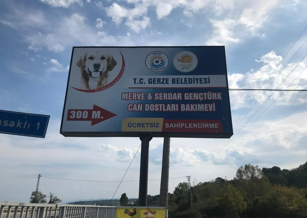 Gerze’de Patili Dostlar Sıcak Yuva Bekliyor