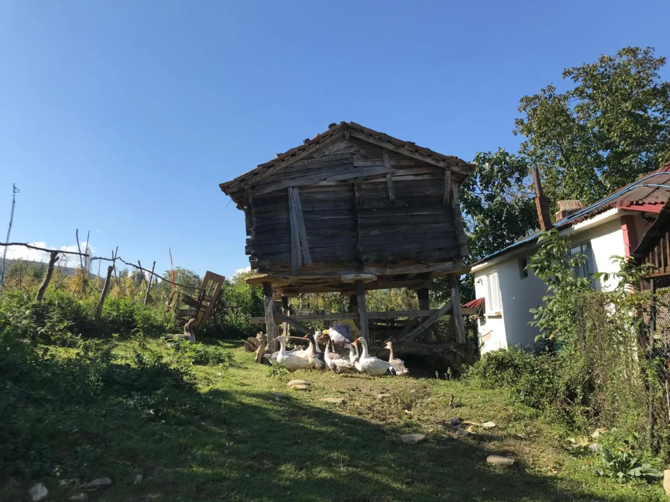 Karadeniz’in 100 Yıllık Bekçisi: Serender