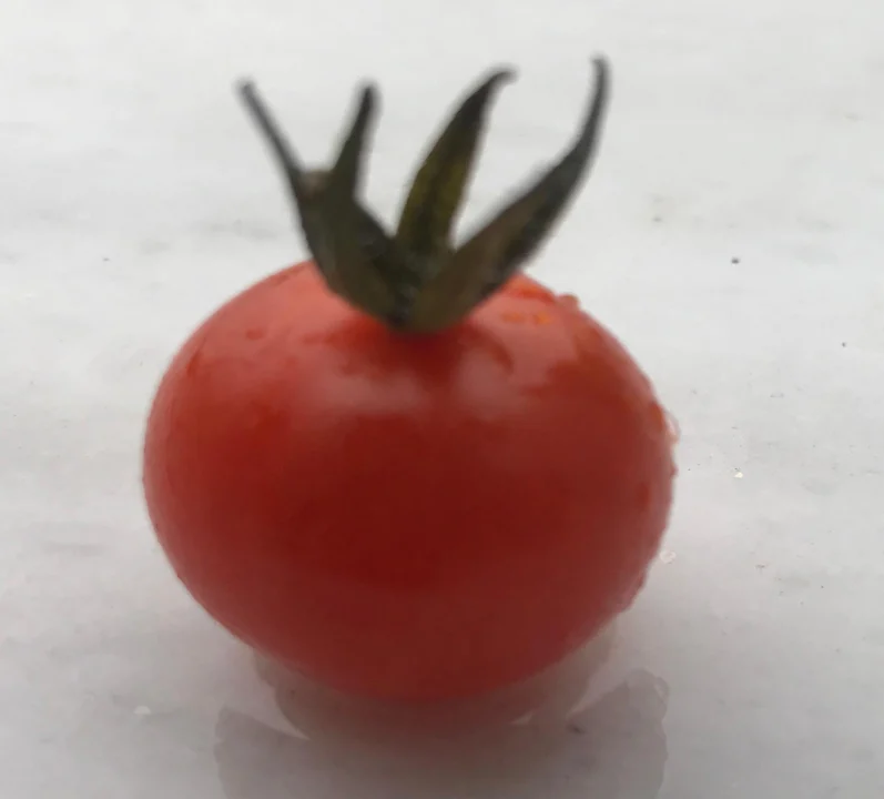 Tek Bir Çeri Domatesle Gelen Doğal Güzellik