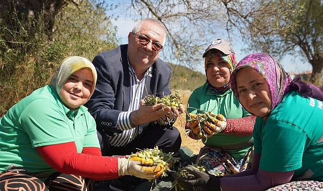 Edremit Belediyesi’nde yeni sezonun ilk zeytin hasadı gerçekleştirildi